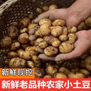 小土豆新鲜四川大凉山彝家高山洋芋现挖土豆10斤带箱马铃薯蔬菜