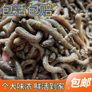 鲜活青蚯蚓特大号臭蚯蚓活体蚯蚓钓鱼鱼饵野生黑蚯蚓黄鳝诱饵活饵