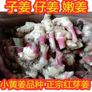 子姜仔姜嫩姜 现挖红芽小黄姜食用新鲜包邮5斤装可腌制可泡糖醋姜