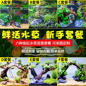 鱼缸造景底砂水草泥活体真水草水榕阴性沉木丁香容易养活懒人景观