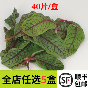 【妙而鲜优选】新鲜酸模叶约40/80片盒5盒顺丰包邮酸膜叶西餐摆盘