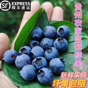 贵州高山应季孕妇新鲜水果蓝莓鲜果现摘多汁酸甜味浓500g顺丰包邮