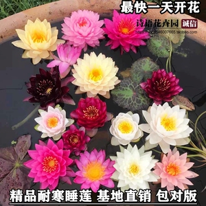 耐寒睡莲池塘水池睡莲花苗睡莲根块水培植物水生根块睡莲苗包对版