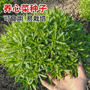 养心菜种子种籽救心菜蔬菜苗四季种苗盆栽孑菜苗高钙根苗苗子菜籽