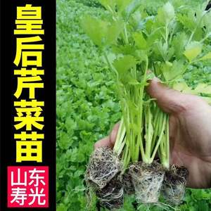 西芹苗幼苗秧苗子芹菜苗正宗蔬菜苗秧苗寿光大西芹秋冬季四季食用