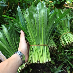 云南德宏大香菜新鲜缅芫荽刺芫荽芫茜香料刺芹新鲜食材2斤装包邮