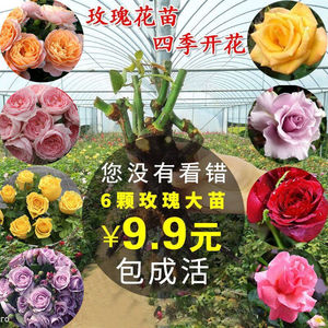 15元6棵8年玫瑰花苗植物室内蔷薇月季四季带花苞花卉盆栽吸甲醛