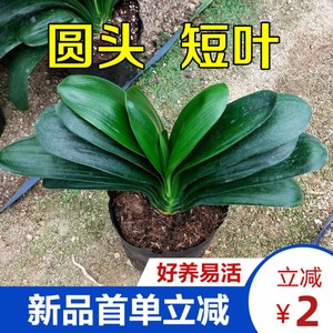 宽叶 圆头和尚君子兰盆栽精品小苗 带花苞植物室内花花卉高级阳台