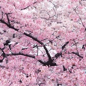 日本樱花树苗庭院大型小苗盆栽地栽四季南北方种植风景树绿化树苗