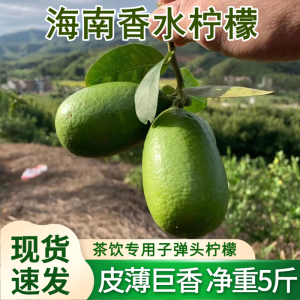 新鲜广东香水柠檬海南无籽子弹头长条四季青柠5斤茶饮专用批发