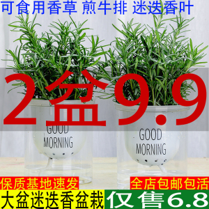 迷迭香盆栽百里香可食用牛至排新鲜苗香草植物调料罗勒紫苏薄荷叶