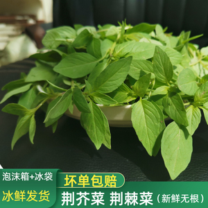 新鲜荆芥菜1斤荆芥茎芥菜荆棘头调味菜现摘发货冰鲜安徽阜阳特产