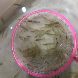 黑壳虾观赏虾淡水鲜活体大河藻虾除黑藻虾工具虾宠物虾米虾大河虾