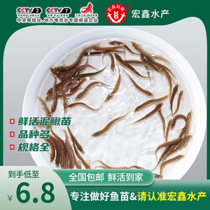 台湾泥鳅苗小泥鳅苗饵料鱼龙鱼鳄龟小鱼苗活体饲料鱼泥鳅活体鱼