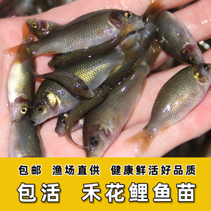 禾花鲤苗禾花鱼鲤鱼苗淡水养殖食用稻田鱼草鱼青鱼鲫鱼鲢鱼活体鱼