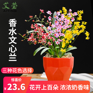 5色香水文心兰 浓香型现带花苞出售 梦香兰花苗好养花卉绿植盆栽