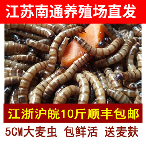 无锡直发大麦虫活虫一斤活虫500克鲜活龙鱼活体饲料乌龟鸟饲料