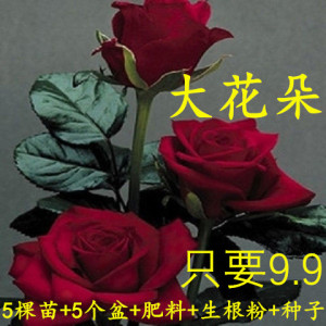 9.9元5棵可以自选颜色玫瑰花花苗6年苗盆栽花卉绿植物月季花苗大