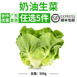 波斯顿奶油生菜新鲜沙拉蔬菜轻食色拉脆嫩西餐食材牛油生菜500g