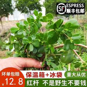 马齿苋菜 新鲜包邮 4斤五行草 野生农产品 食用野菜 现挖现发红梗