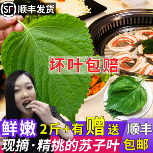 紫苏叶新鲜烤肉鲜叶子蘸酱菜东北苏子叶食用大叶绿苏子叶蔬菜现摘