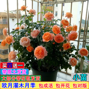 欧月季花苗灌木阳台浓香花卉大花玫瑰花苗盆栽带花苞庭院四季开花