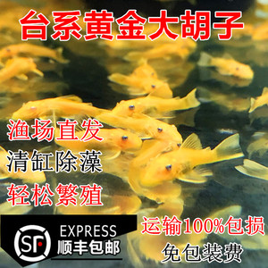 黄金大胡子大帆鱼蓝眼胡子鱼24K红眼胡子皇冠直升机鱼清道夫包邮