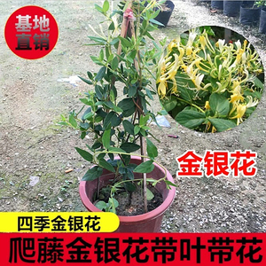 爬藤植物黄白金银花树苗可食用白红金银花盆栽鸳鸯藤盆栽四季开花