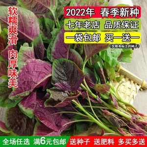 汉菜红圆叶苋菜种子红叶白黄籽种四季孑柳叶夏季蔬菜种籽满身红