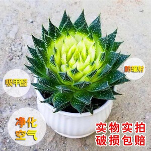 雪花波露芦荟盆栽多肉防辐射吸甲醛绿植好养花卉懒人植物四季常青