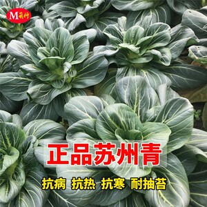 正品苏州青种子矮脚上海青青梗菜种籽黑叶阳台盆栽四季播蔬菜种孑