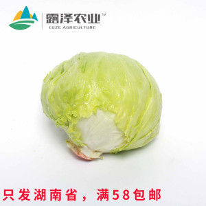 【露泽鲜蔬】新鲜球生菜汉堡用西生菜沙拉蔬菜1斤约1-2个损坏包赔