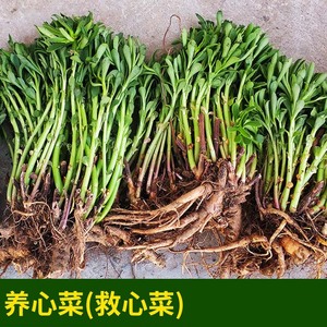 养心菜种根苗特色蔬菜阳台用盆栽救心菜根苗子高钙植物四季100颗