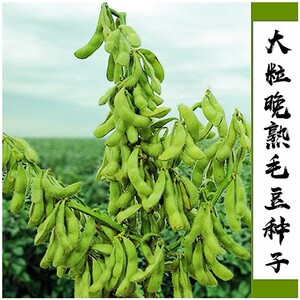 九月寒毛豆种子大粒晚熟重阳豆青黄豆农家菜园早中晚熟菜毛豆种籽