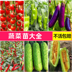 蔬菜苗四季阳台春季南方秧苗子孑番茄辣椒西红柿生菜茄子西瓜黄瓜