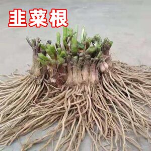 红根韭菜根现挖四季家庭阳台庭院种菜蔬菜紫根韭菜苗包邮种植盆栽