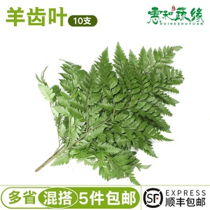 芒叶羊齿叶新鲜杨子叶新鲜蔬菜10支新鲜花草西餐酒店装饰摆盘点缀