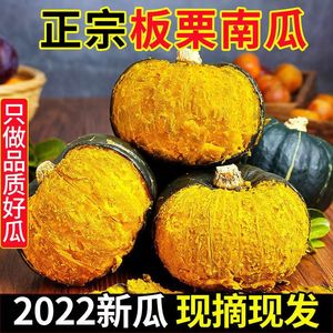 2022年正宗板栗小南瓜当季新鲜蔬菜粉糯香甜宝宝辅食非贝贝南瓜