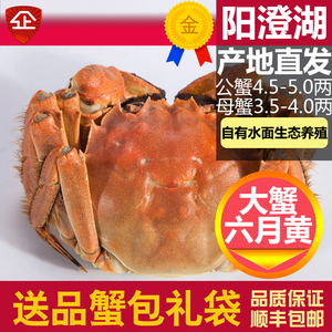 现货阳澄湖镇鲜活大闸蟹螃蟹特大公蟹4.5两全母蟹3.5-4两8只礼盒