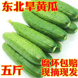 东北旱黄瓜 新鲜小黄瓜汗汉黄瓜农家新鲜蔬菜水果特产美食脆皮5斤