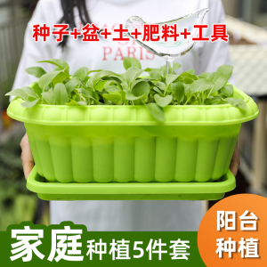 家庭菠菜蔬菜种子籽阳台盆栽四季香菜孑小白菜生菜葱种韭菜鸡毛菜