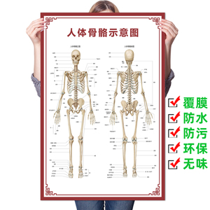 人体骨骼图大挂图器官示意图内脏结构图穴位图人体肌肉解剖图海报