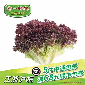 老一特卖 新鲜红叶生菜 紫叶 罗莎红 红珊瑚 紫生菜 沙拉菜 500g