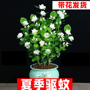 【冲冲冲】茉莉花盆栽室内带盆景浓香夏季开花苞常青驱蚊花卉植物