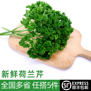 新鲜荷兰芹250g 法国香菜洋芫荽西餐摆盘装饰旱芹蔬菜 5件包邮