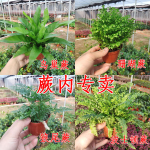 盆栽小植物 铁线蕨 富贵蕨 波斯顿蕨 鸟巢蕨 观叶花蜜菲 B336706