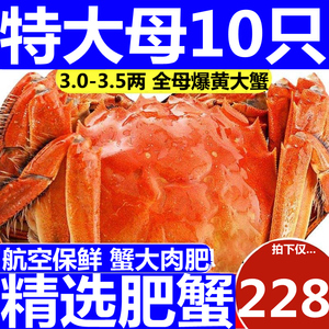 抢10只大闸蟹鲜活现货超特大全母湖蟹海鲜水产清水河蟹六月黄螃蟹