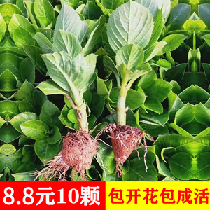 云南直发绣球花苗小苗10棵装无尽夏四季开花盆栽花卉植物室内花