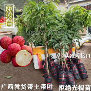 广西荔枝苗无核妃子笑三月红糯米糍荔枝苗南北方种植果树苗带土发