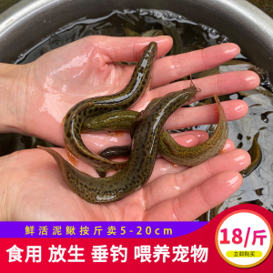 鲜活泥鳅养殖食用大泥鳅淡水鱼按斤卖台湾泥鳅苗水花苗小泥鳅寸苗